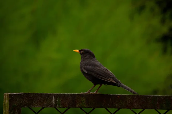 青い背景の柵の上に黒い鳥が休んでいる — ストック写真