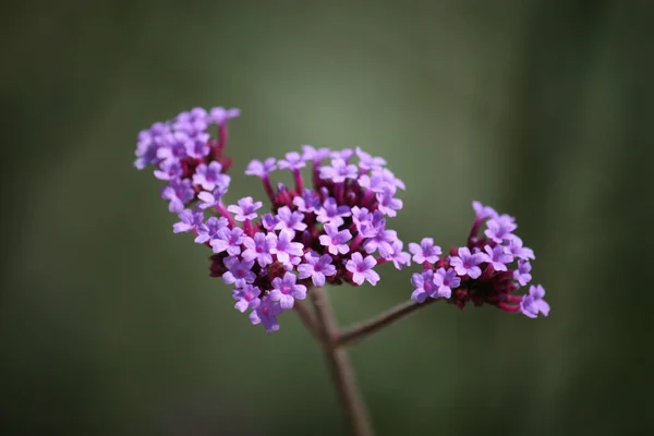 Colpo Messa Fuoco Selettiva Viola Farfalla Cespuglio Pianta Fiore Ornamentale — Foto Stock