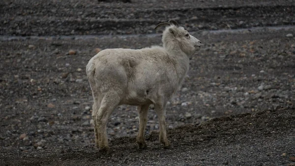 Gros Plan Une Chèvre Montagne Blanche Sauvage — Photo