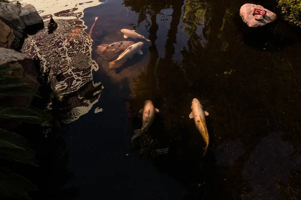 Ein Blick Von Oben Auf Fünf Fische Die Dunklen Reflektierenden — Stockfoto