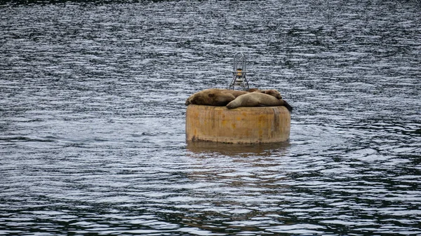 Les Deux Phoques Reposent Sur Rocher Milieu Eau — Photo