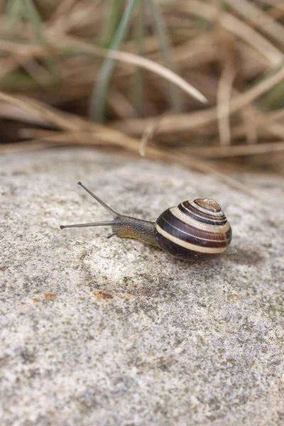 Tiro Vertical Pequeno Caracol Uma Rocha Livre — Fotografia de Stock