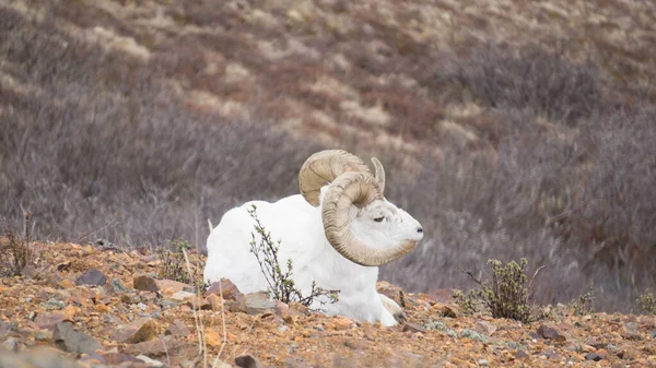Primer Plano Una Cabra Salvaje Montaña Blanca — Foto de Stock
