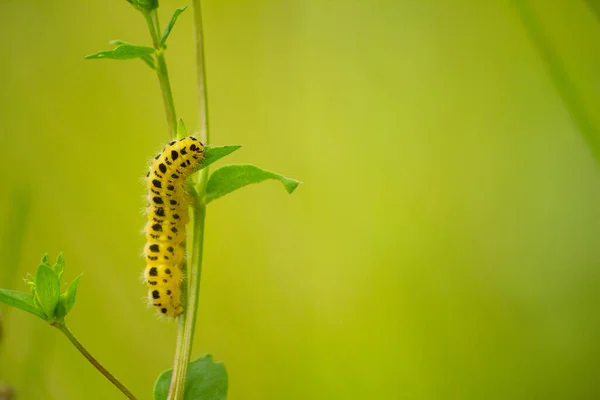 Makroaufnahme Einer Grünen Raupe — Stockfoto