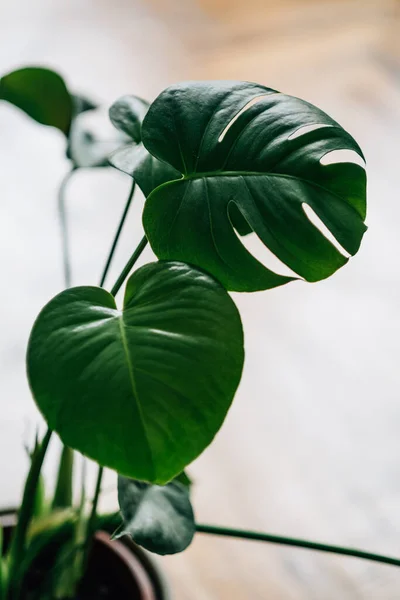 Disparo Ángulo Alto Una Planta Monstera — Foto de Stock