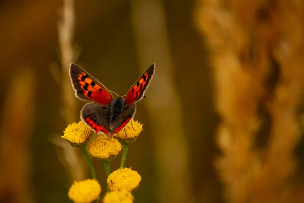 Plan Macro Petit Papillon Cuivre Sur Une Fleur — Photo