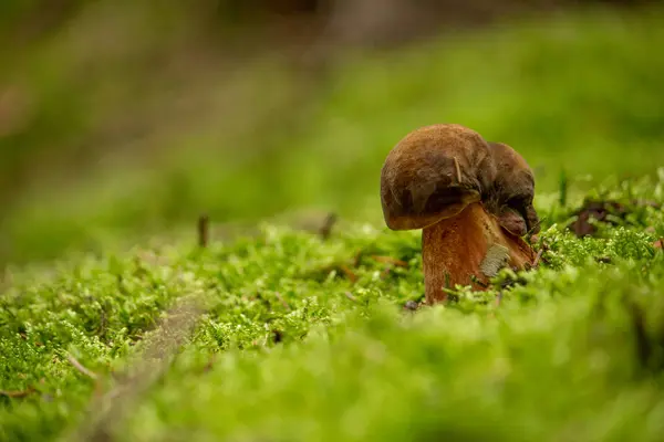 Beau Champignon Sauvage Dans Forêt — Photo