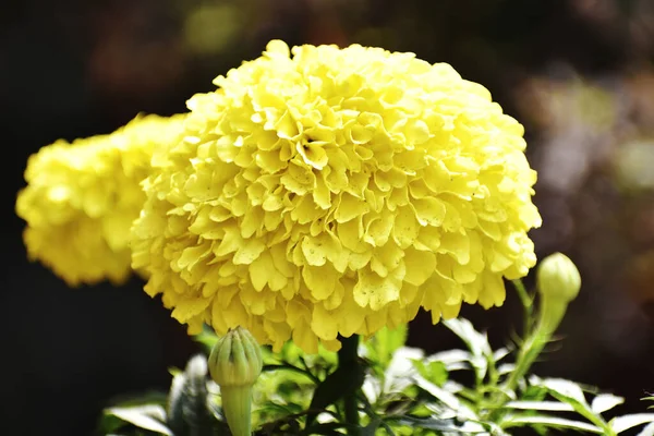 Eine Selektive Fokusaufnahme Einer Gelben Ringelblume Mit Knospen Sonnenlicht — Stockfoto