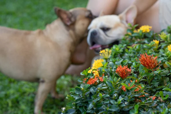 Florescendo Flores Gerânio Selva Contra Fundo Bulldogs Francês — Fotografia de Stock