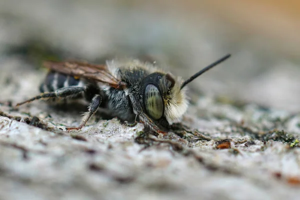 Makroaufnahme Einer Männlichen Luzerne Mehachile Rotundata Auf Einem Baum Mit — Stockfoto