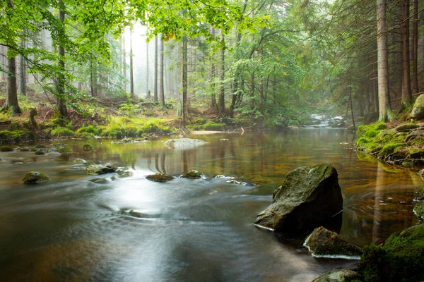 Rybník Kouzelném Lese — Stock fotografie