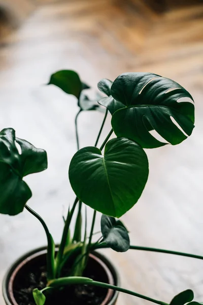 Disparo Ángulo Alto Una Planta Monstera — Foto de Stock