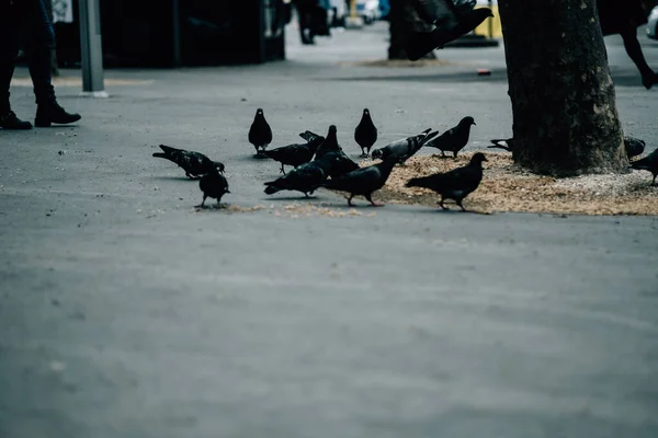 Dramatischer Blick Auf Tauben Die Samen Unter Dem Baum Fressen — Stockfoto