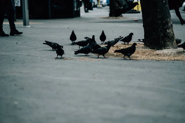 Uma Visão Dramática Pombos Comendo Sementes Debaixo Árvore — Fotografia de Stock