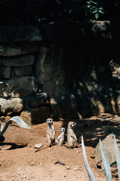 Eine Vertikale Aufnahme Von Drei Erdmännchen Freien Nahe Der Mauer — Stockfoto