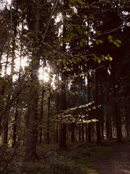 Vertikal Bild Skog Med Träd — Stockfoto