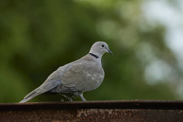 Eine Selektive Fokusaufnahme Einer Eurasischen Halstaube Auf Einer Metalloberfläche — Stockfoto