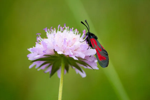 Una Macro Toma Burnet Seis Manchas Una Polilla Voladora Día — Foto de Stock