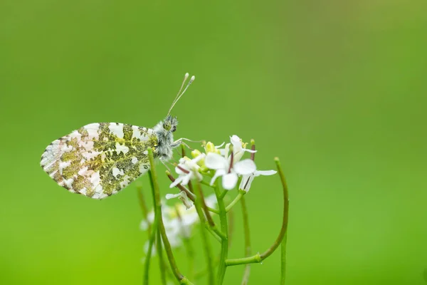 Macro Shot Anthocharis Cardamines Female Orange Tip Butterfly Flower Green — Stock Photo, Image