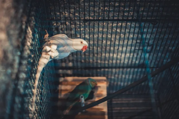 Крупним Планом Сірий Рожевий Кільцевий Sittacula Krameri Папуга Клітці — стокове фото