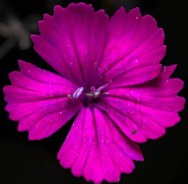 Μια Μακρο Φωτογραφία Ενός Ροζ Λουλουδιού Από Την Καρθουσιανή Μπροστά — Φωτογραφία Αρχείου