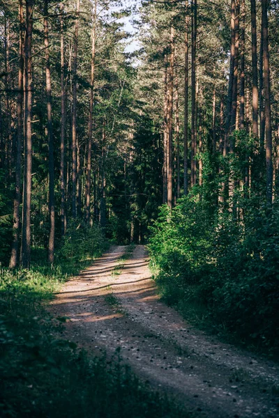 Plano Vertical Camino Estrecho Través Bosque — Foto de Stock