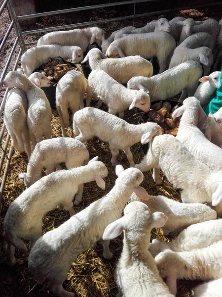農場には子羊の群れがいる — ストック写真