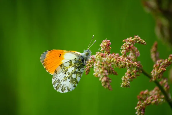 Makro Strzał Anthocharis Kardaminy Pomarańczowy Czubek Motyla Kwiatku Zielonym Tłem — Zdjęcie stockowe