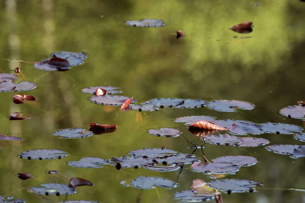 Leaves Water Lilies Floating Pond — Stock Photo, Image