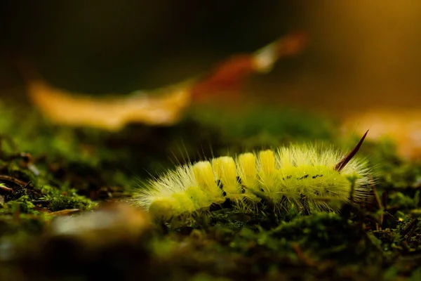 Tiro Macro Uma Lagarta Venenosa Verde — Fotografia de Stock