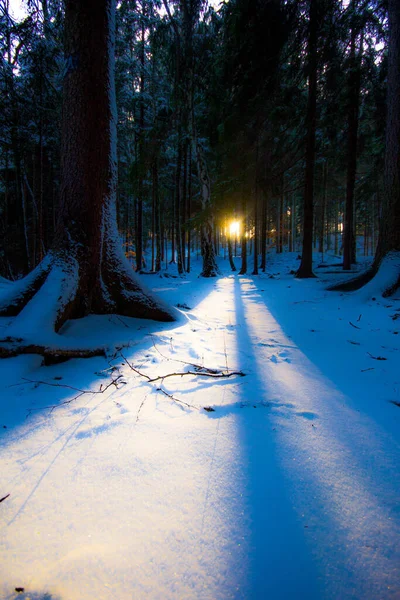 Okropna Sceneria Słońca Świecącego Przez Drzewa Zimowego Lasu — Zdjęcie stockowe
