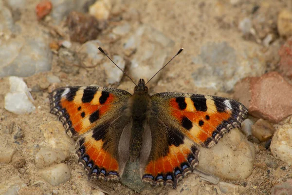 Una Macro Toma Una Pequeña Mariposa Eurasiática Colorida Tortuga — Foto de Stock