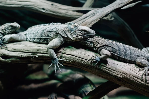 Quelques Lézards Sur Une Branche Arbre Dans Leur Habitat Naturel — Photo