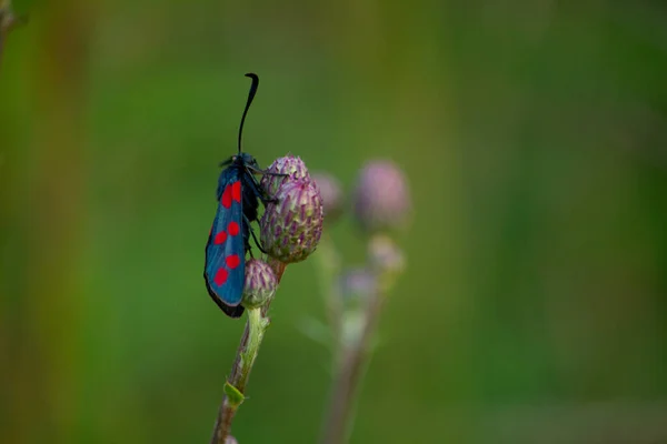 Gros Plan Filet Six Taches Papillon Nuit Sur Une Plante — Photo