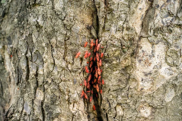 Baharda Ağaç Kabuğunda Bir Sürü Turuncu Böcek — Stok fotoğraf