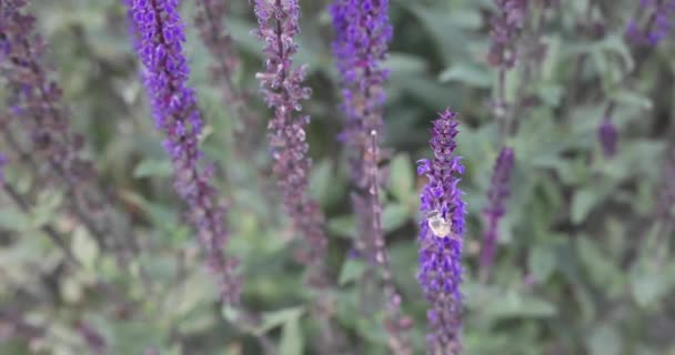 Красивые Фиолетовые Цветы Лаванды Саду — стоковое видео
