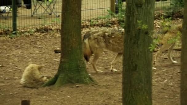 Close Lobo Natureza Selvagem — Vídeo de Stock