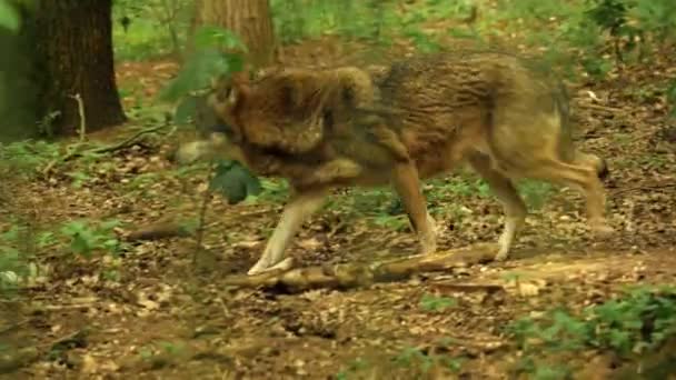 Close Lobo Natureza Selvagem — Vídeo de Stock