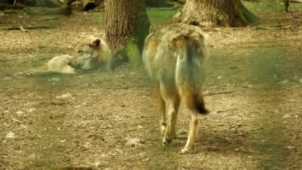 Gros Plan Loup Dans Nature Sauvage — Video