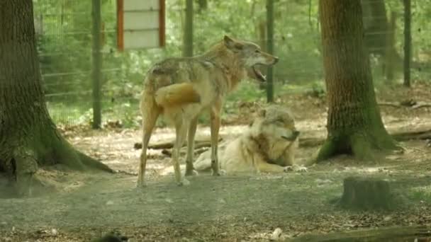 Primer Plano Lobo Naturaleza Salvaje — Vídeos de Stock