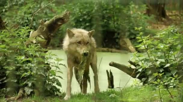 Close Lobo Natureza Selvagem — Vídeo de Stock