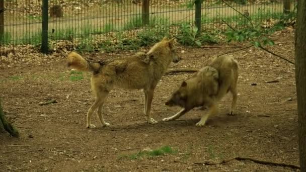 Close Van Een Wolf Wilde Natuur — Stockvideo