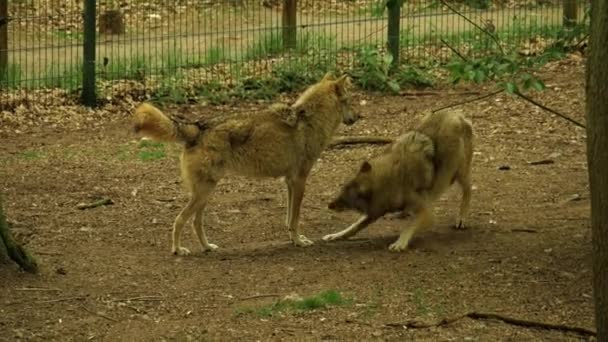 Închiderea Unui Lup Natură Sălbatică — Videoclip de stoc