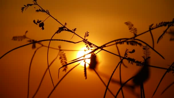 Prachtige Zonsondergang Het Bos — Stockvideo