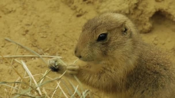 Cane Della Prateria Dalla Coda Nera — Video Stock