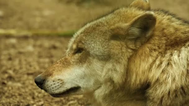 Primer Plano Lobo Naturaleza Salvaje — Vídeos de Stock
