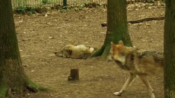 Zbliżenie Wilka Dzikiej Przyrodzie — Wideo stockowe