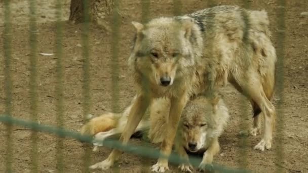 Gros Plan Loup Dans Nature Sauvage — Video