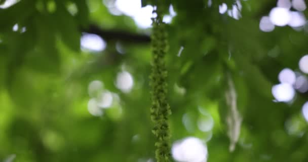 Folhas Verdes Floresta — Vídeo de Stock