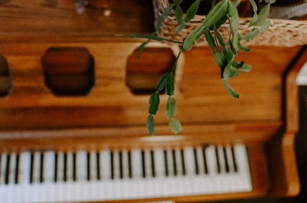 Closeup Shot Beautiful Wooden Piano Plant Top — Stock Photo, Image